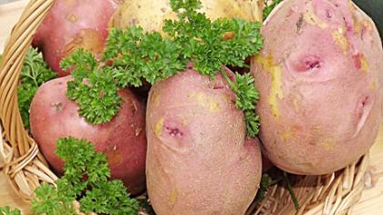 Neįprastai augintos pusės kilogramo bulvės