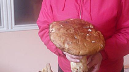 Šiaulietė išguldė armiją baravykų