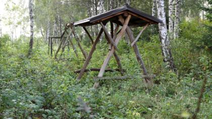 Europos pinigus prarijo miškas