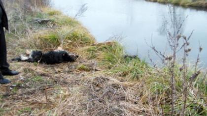 Pavogtas šuo rastas negyvas tvenkinyje