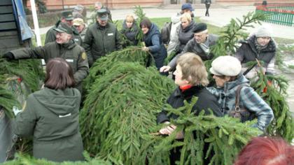 Do­va­no­tos eg­lių ša­kos
