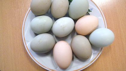 Vištos pradėjo dėti žalsvus kiaušinius