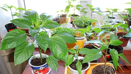 Pomidorų ir paprikų daigų auginimas