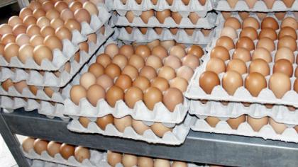 Auksiniai kiaušiniai – darželinukų stalui