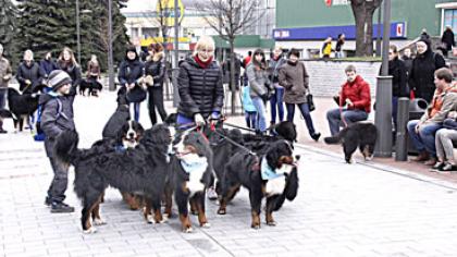 Pasivaikščioti kvietė „meškinai“