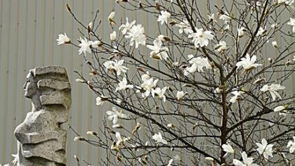 Pražydo įspūdingoji magnolija
