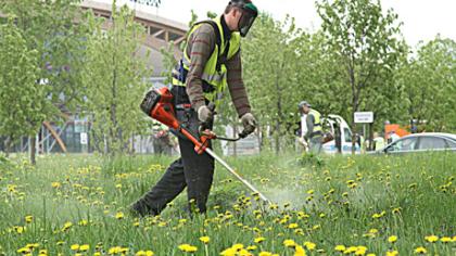 Pirmoji šienapjūtė – iki birželio vidurio