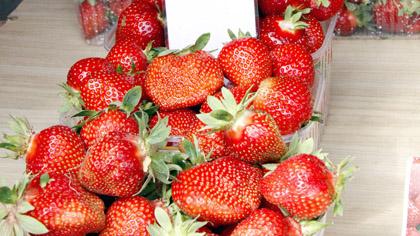 Braškių ragautojams dar liko pusantro mėnesio