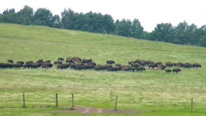 Laisvėje 100 bi­zo­nų kė­lė pa­vo­jų