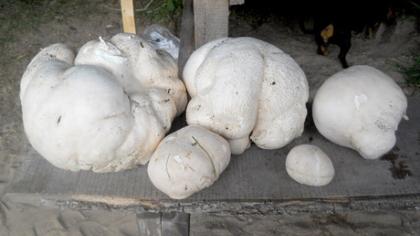 Skaitytojai rado didžiųjų kukurdvelkių