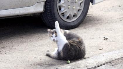 Kačių šėryklos – džiaugsmas katėms, rūpestis žmonėms