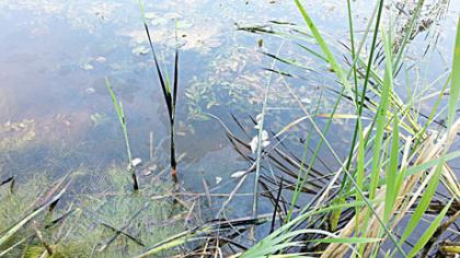 Naftos produktais užteršta kūdra