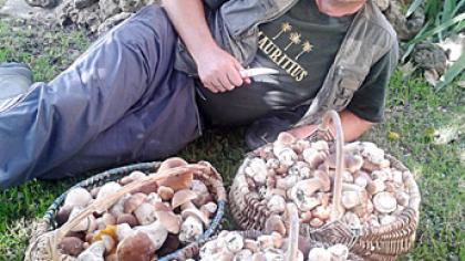 Egi­di­jaus Skei­ve­rio grybai