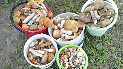 D. Vai­tie­kū­nie­nės grybai