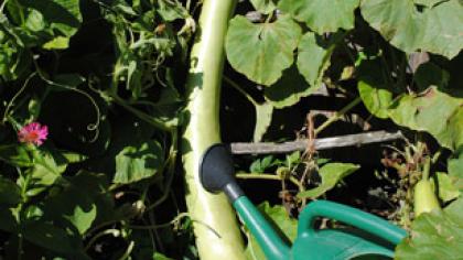 Agurotis stebina ilgiu