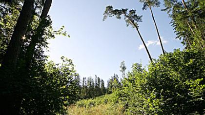 Rėkyvos miške rasti moters palaikai