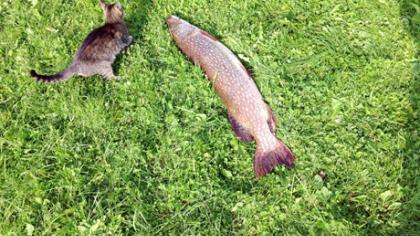 Žvejui užkibo rekordinė lydeka