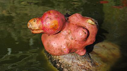 KONKURSAS „RUDENS GĖRYBĖS“