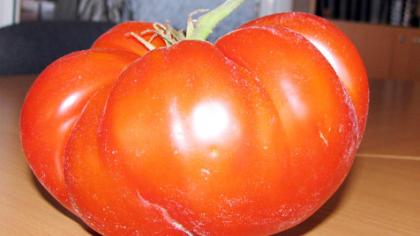 Pomidoras svėrė beveik 800 gramų