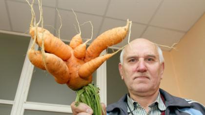 Šiauliečio morkai nėra lygių