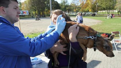 Prie Talkšos rinkosi gyvūnai ir jų šeimininkai