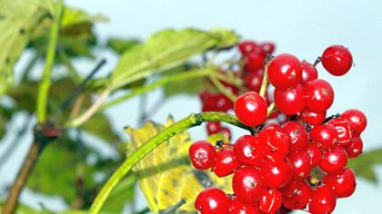 Ar jau nu­kir­tai sa­vą­jį PU­TI­NĄ?