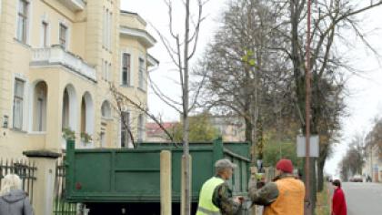 Sodinamos mažalapės liepos