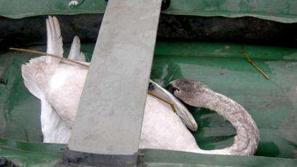 Išgelbėtas gulbės jauniklis