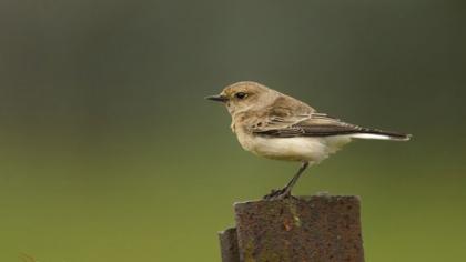 Margasis kūltupys – nauja paukščių rūšis Lietuvoje