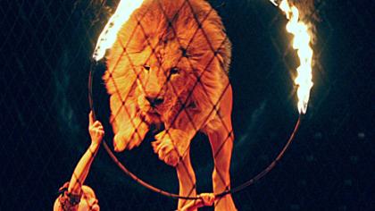 Užpultas dresuotojas kišo galvą į liūto nasrus