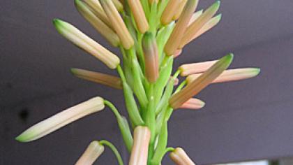 Alavijas su­kro­vė du žie­dy­nus