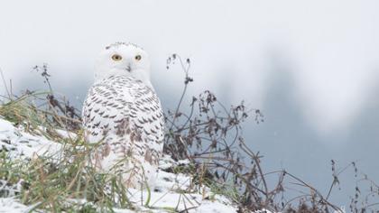 Baltoji pelėda atnešė prizą
