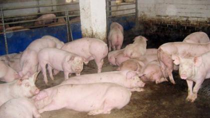 Kiaulių maras artėja prie Radviliškio