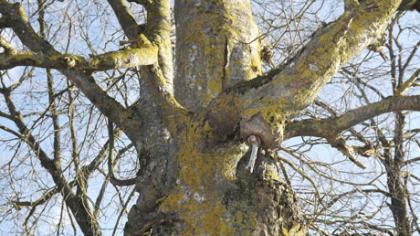 Storiausias šermukšnis auga Žagarėje