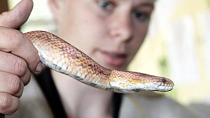 Daugiabučio kieme aplinkosaugininkai sugavo didžiulę gyvatę