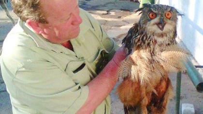 Didysis apuokas rastas Rėkyvoje