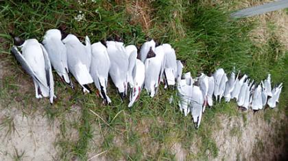 Eko­lo­gi­nė ne­lai­mė: kren­ta paukš­čiai