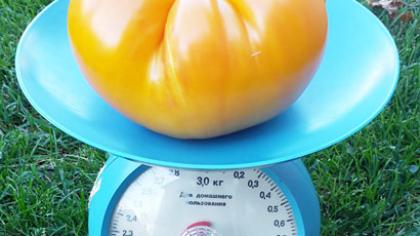 Gigantas pomidoras