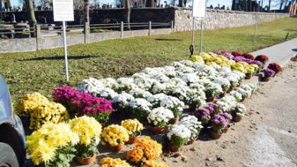 Ka­pi­nė­se pražydo gėlės