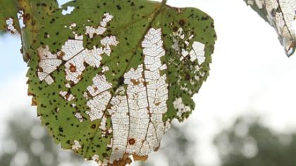 Valstybės pa­ty­čios likimo nuskriaustiems